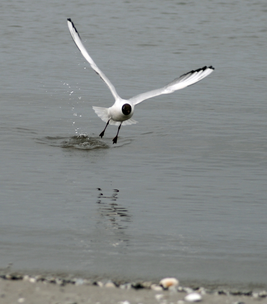 VWG vogelreis Oost Duitsland mei 2010 017